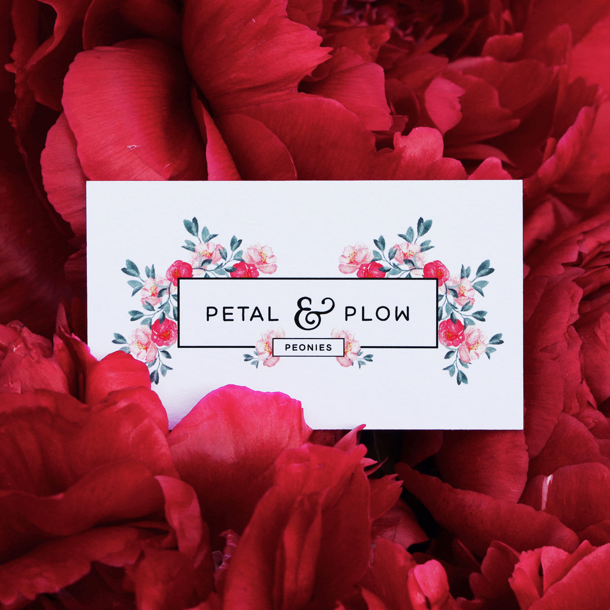 Peony Subscription PETAL & PLOW