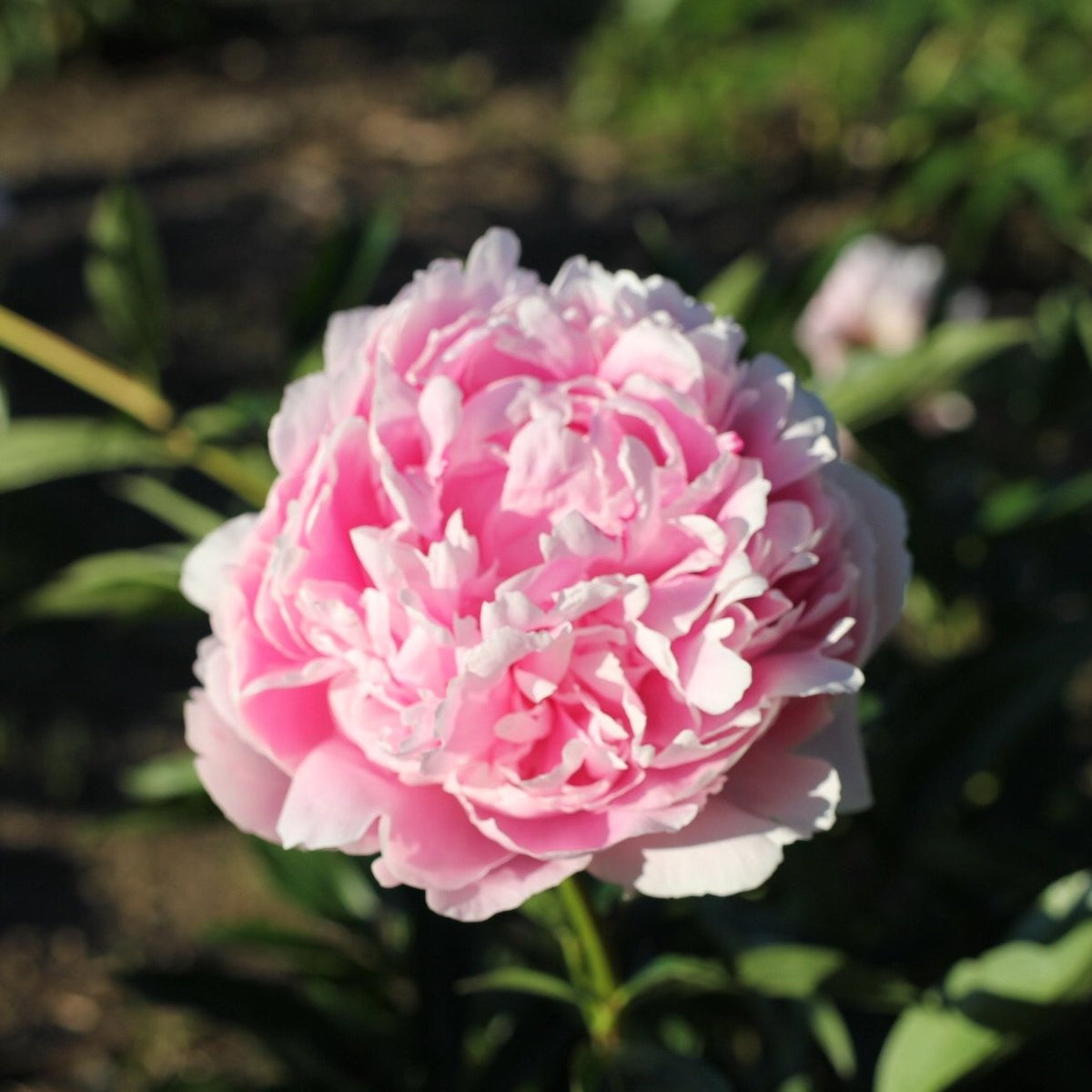 Sarah Bernhardt PETAL & PLOW